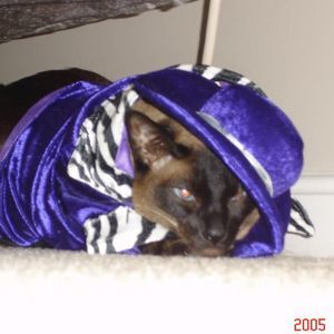 Meet your Posher, Constance